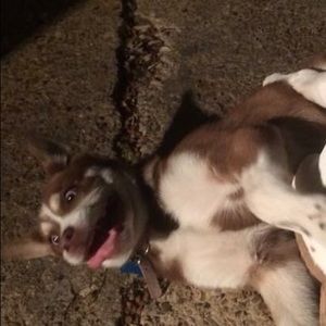 Meet your Posher, Adrian